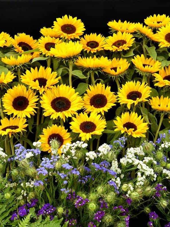 Beautiful sunflower garden