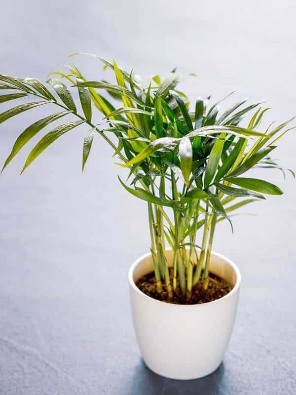 Chamaedorea elegans also known as Parlor Palm on a white pot inside the house