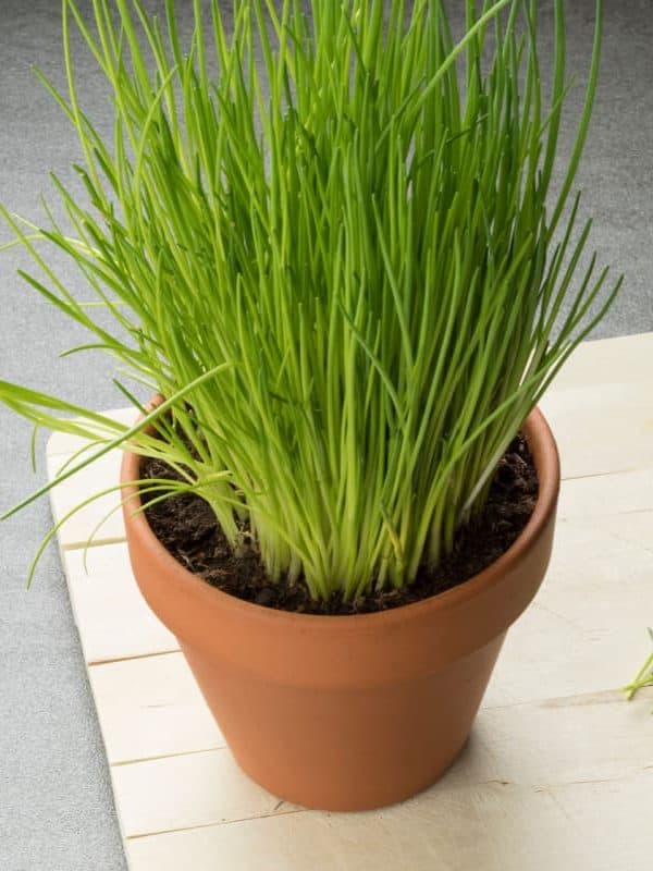 Chives-on-a-terra-cotta-pot