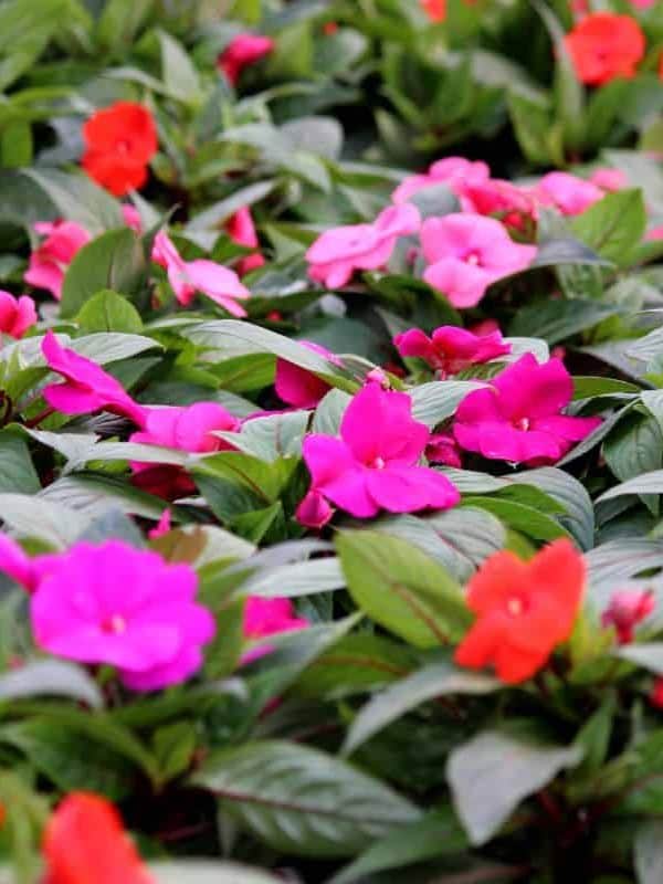  Close-up-image-of-the-pink-and-red-spring-flowers-of-Impatiens-Busy-Lizzie-a-flowering-annual-plant-used-for-colourful-summer-bedding-in-gardens