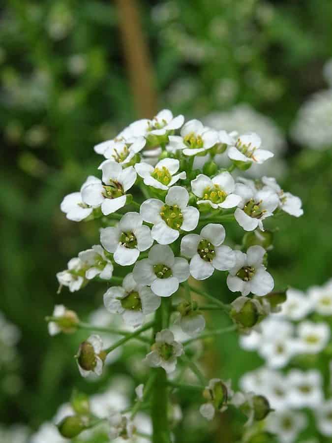 Close up of a white flowers of Alyssum