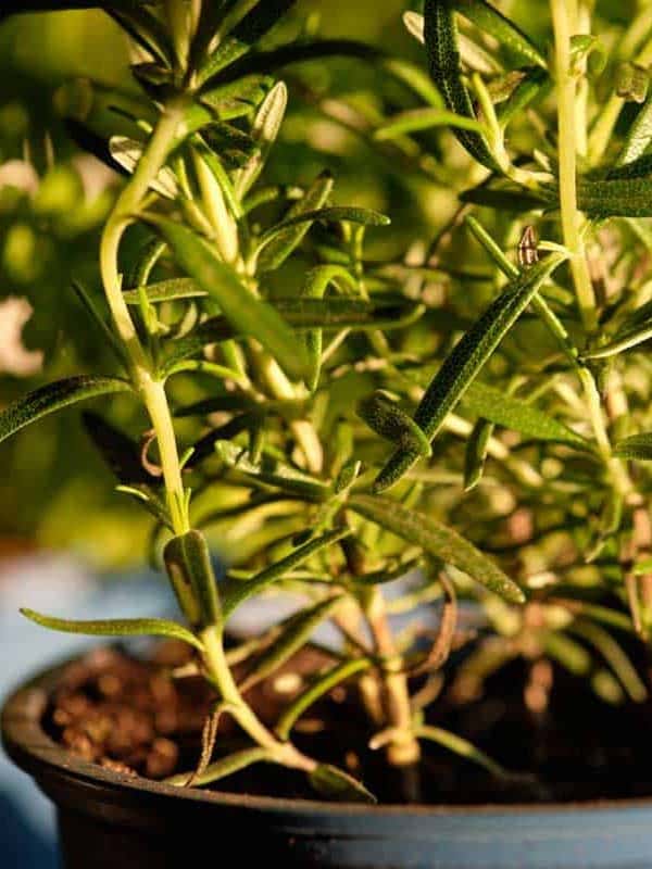 Close-up of rosemary plant in evening light, Shrubs For Pots In Full Sun [17 Great Ideas For Your Landscaping]