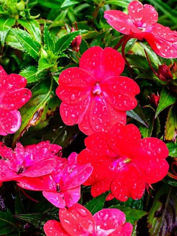 Close-up-of-vivid-red-impatiens-walleriana-flowers-in-a-sunny-summer-garden-beautiful-outdoor-floral-background