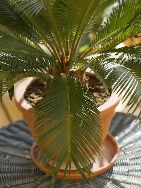 Cycas revoluta also known as Sago Palm in a pot on a balcony table