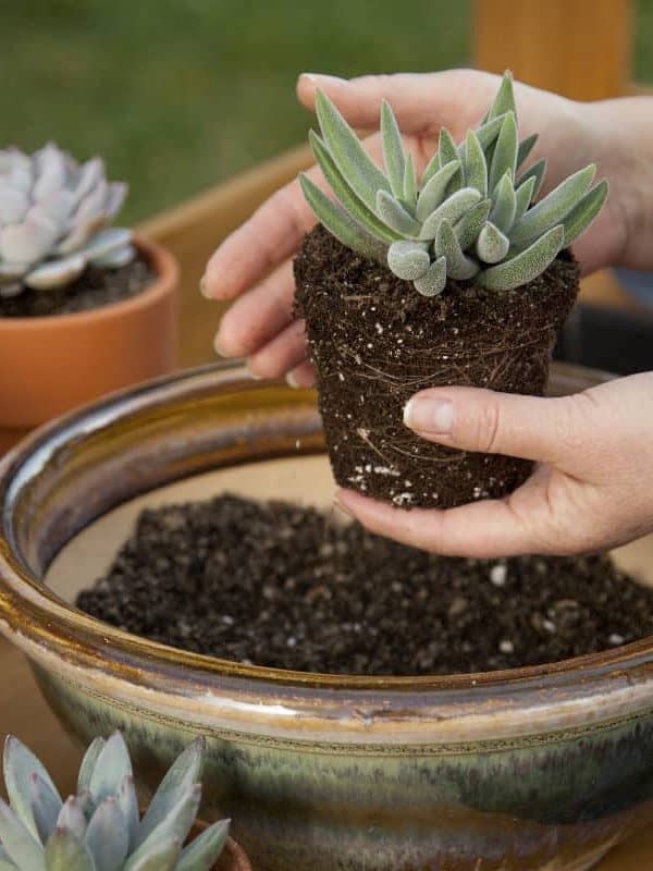 Decorating clay pots with succulent plants with marble gravel at garden bench
