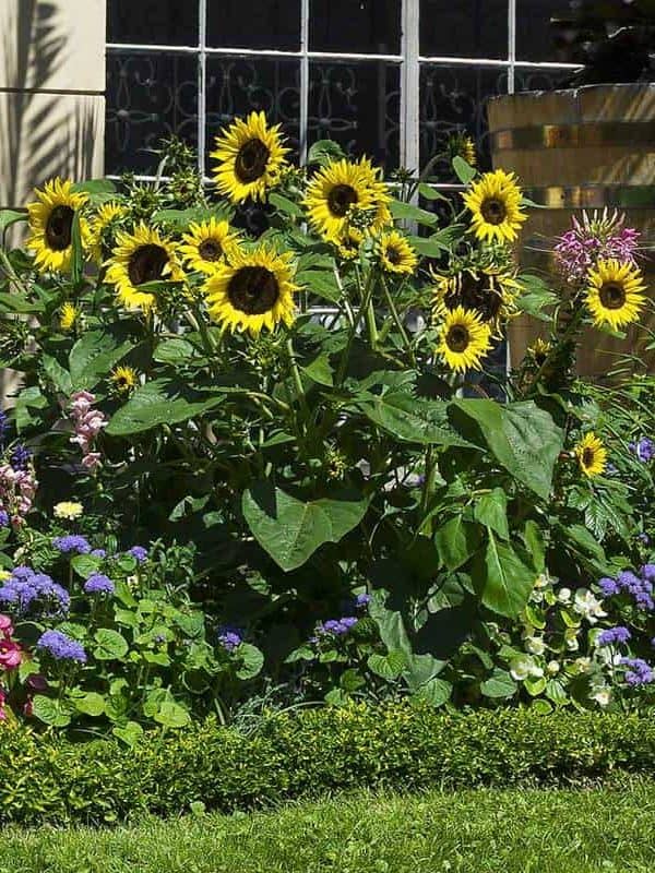 Flower bed with sunflowers in summer garden