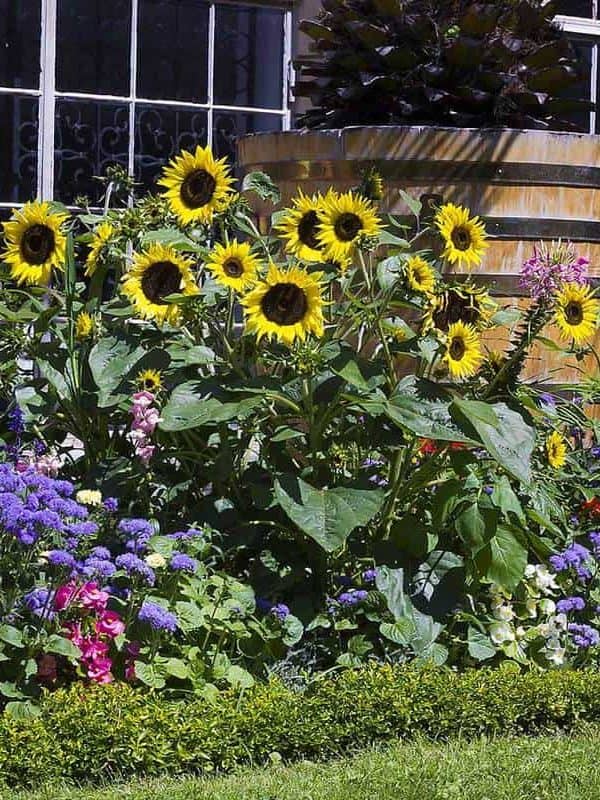 Flower bed with with lovely sunflowers in summer garden