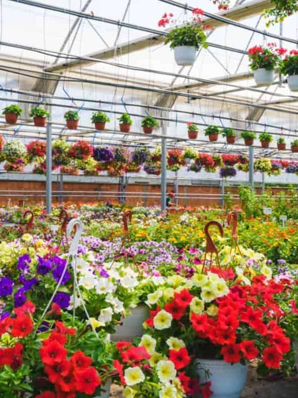 Flower-garden-interior-full-of-plants.-Plants-growing-in-modern-greenhouse.
