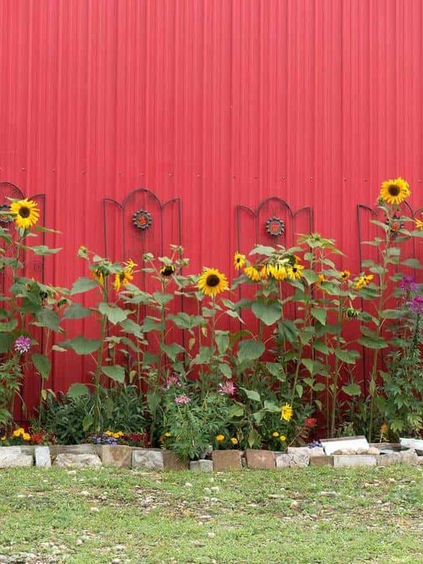 Flowering sunflower plants next to a red steel barn wall