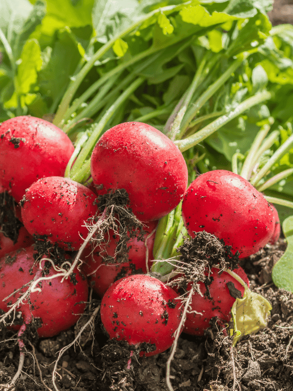 Freshly picked radishes lie on a bed