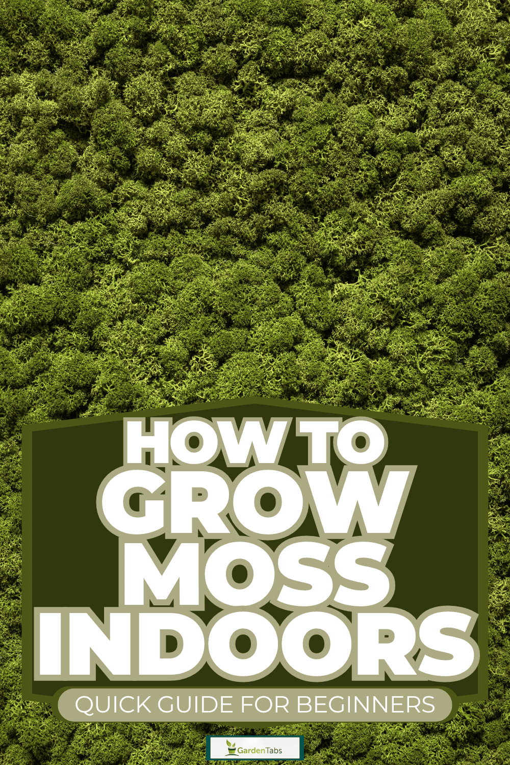 How To Grow Moss Indoors [Quick Guide For Beginners]