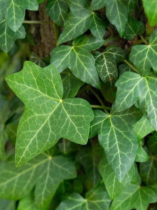 Hedera helix or European ivy climbing on rough bark of a tree