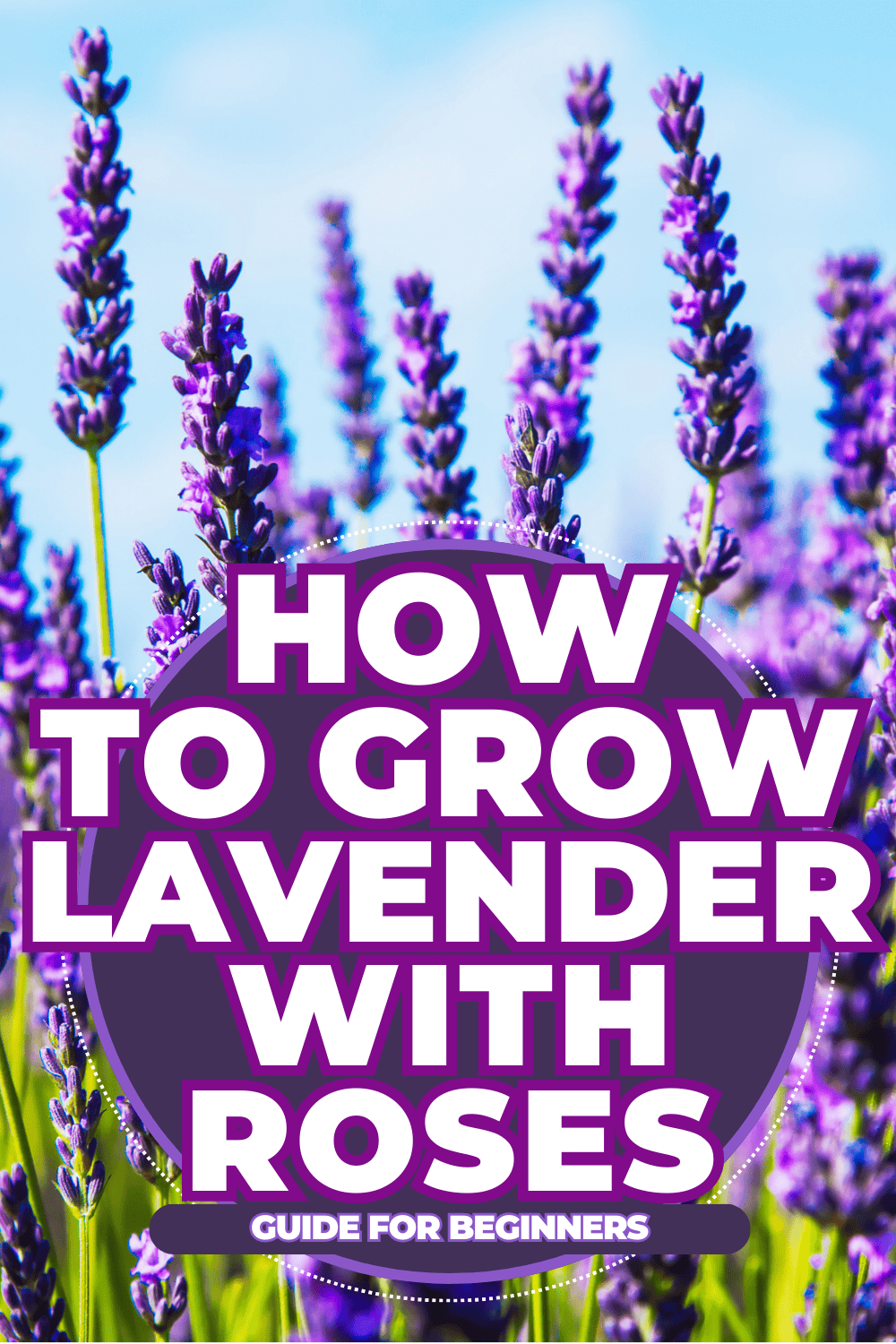 How To Grow Lavender With Roses [Guide For Beginners]