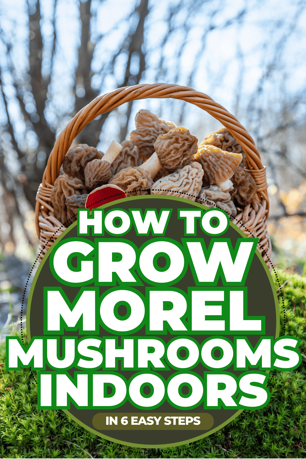 How To Grow Morel Mushrooms Indoors [In 6 Easy Steps!]