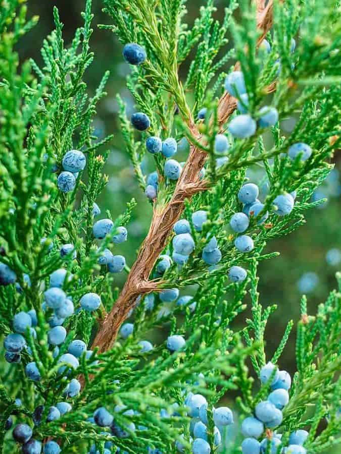 Juniperus virginiana branches with fruits
