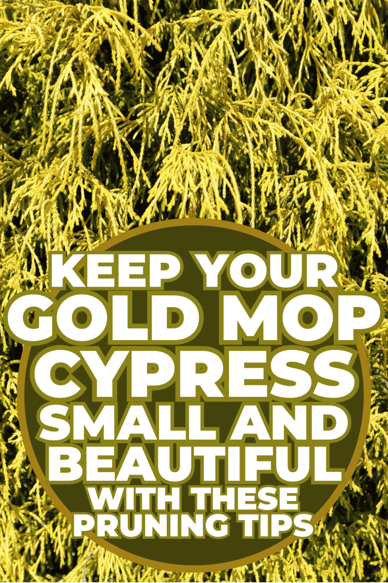 Keep Your Gold Mop Cypress Small and Beautiful with These Pruning Tips