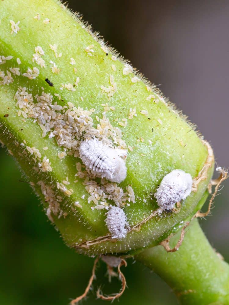Mealybug infestation growth of plant. Macro of mealybug. Mealybugs on the okra plant.
