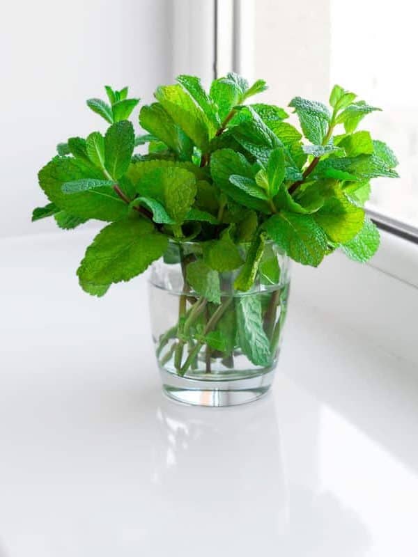 Mint planted in a glass jar on the windowsill