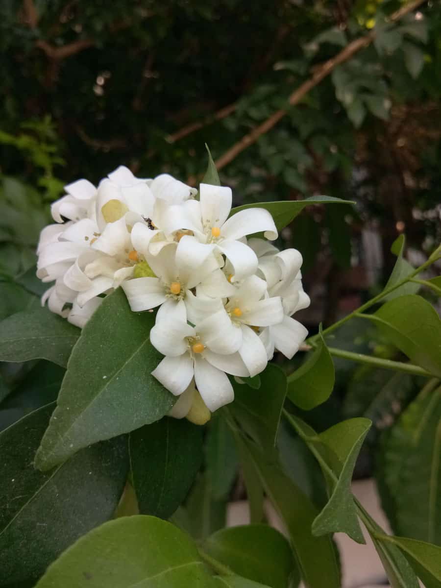 Night-blooming Jasmine
