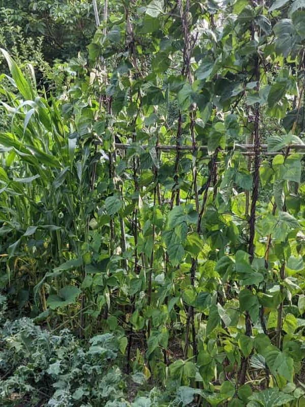 Permaculture vegetable garden with a milpa bed, a mixed crop of corn, squash and pole beans