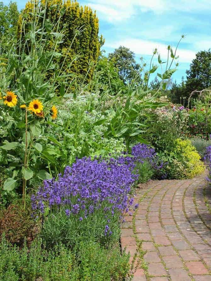 Purple flowering lavender bushes by the side of a brick footpath and sunflowers in a country cottage garden