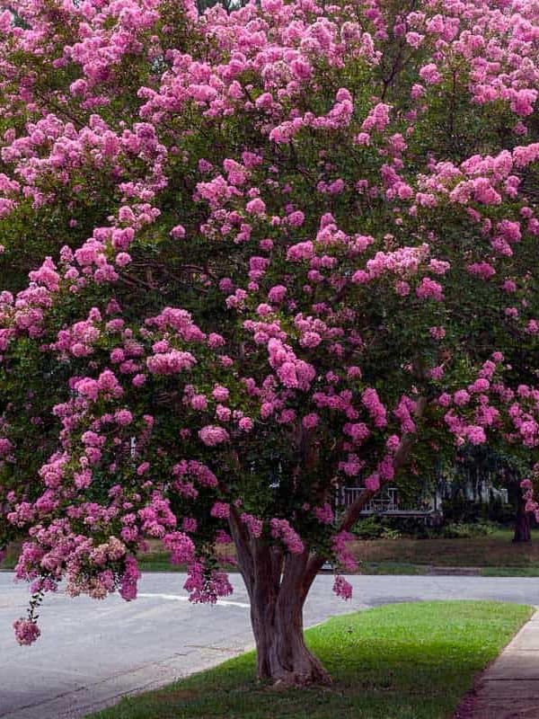 Raspberry colored crepe myrtle tree in Virginia residential neighborhood.