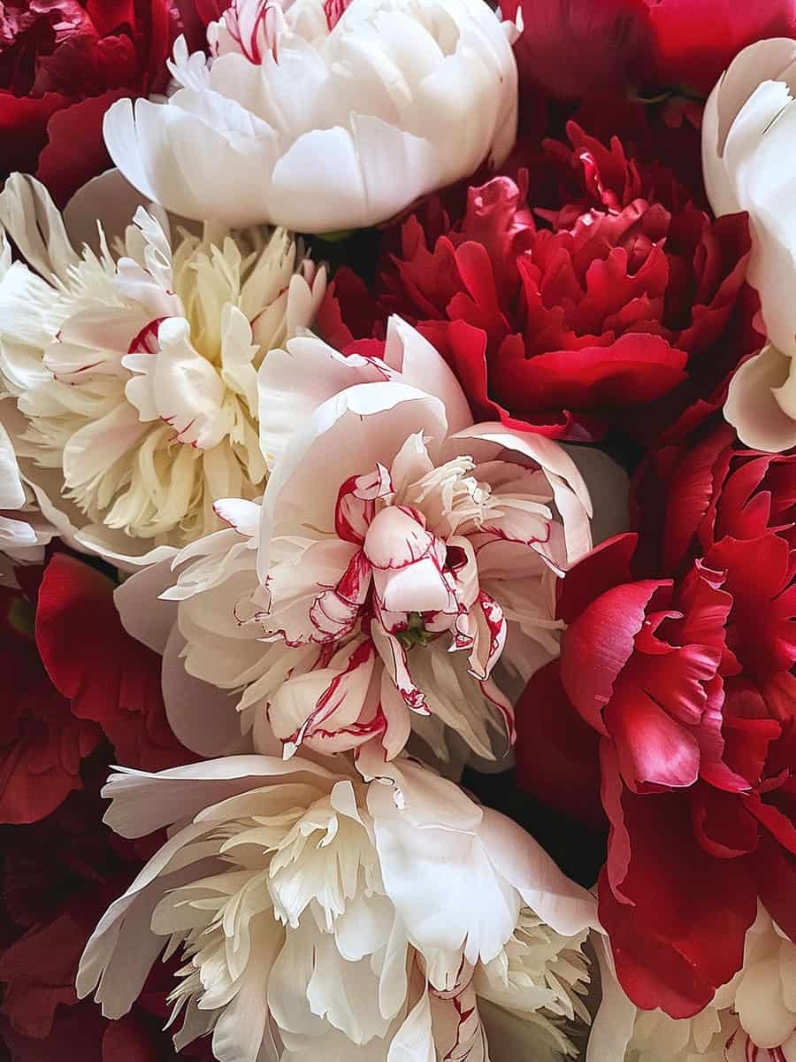 Mixture of white and red petals of a peony flower