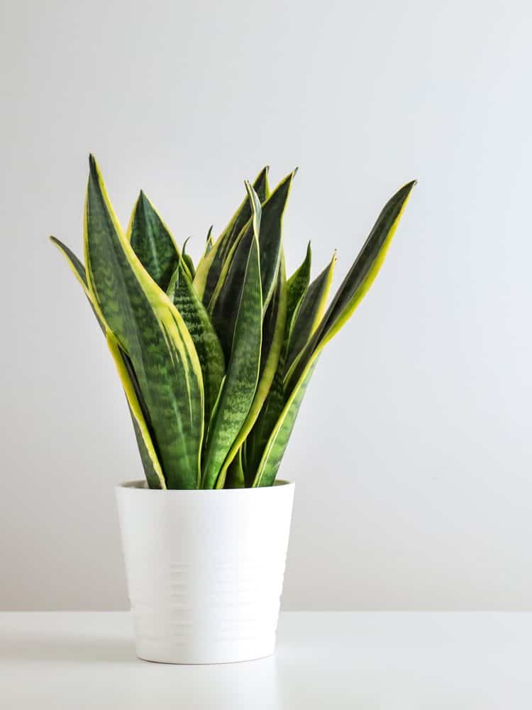 Snake Plant Growing Mold—What To Do?