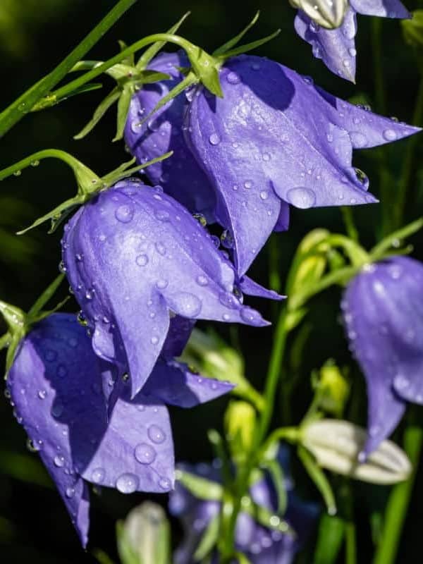 vibrant purple Bellflower blooms