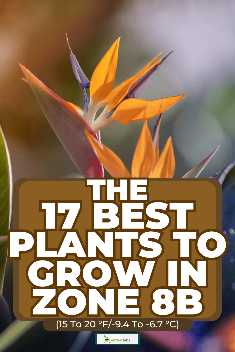 The 17 Best Plants to Grow in Zone 8b (15 to 20 °F/-9.4 to -6.7 °C)