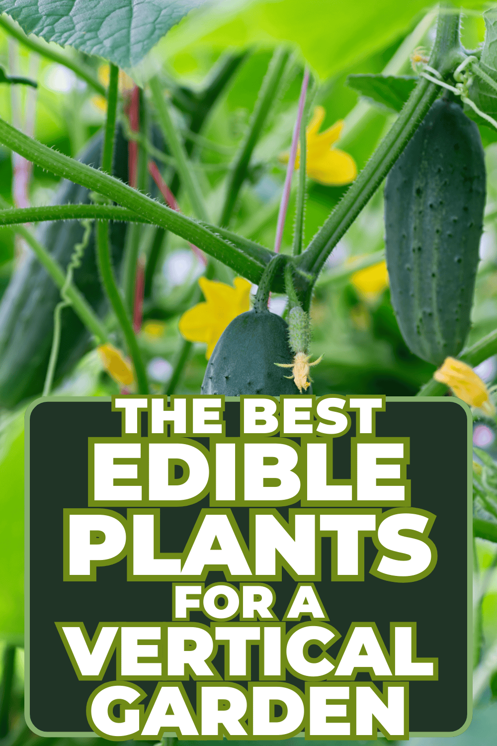 The Best Edible Plants For A Vertical Garden