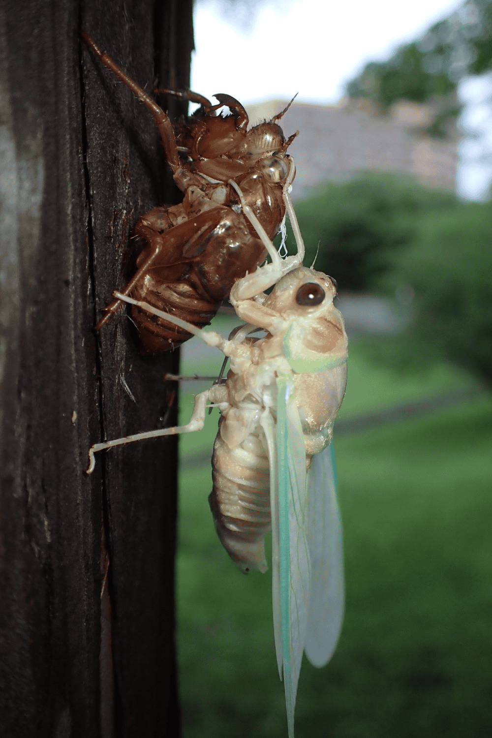 Closeup of cicada's face during emergence