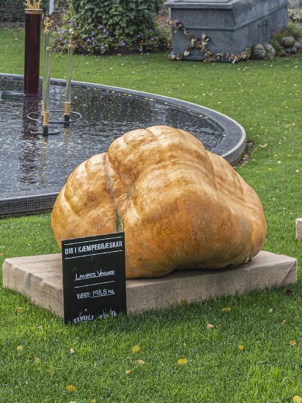 The largest pumpkin competition takes place every year in the park