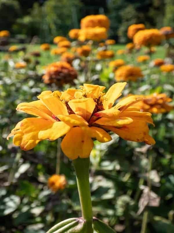 The youth-and-age, common zinnia or elegant zinnia (Zinnia elegans or Zinnia violacea) 'Oklahoma Golden Yellow' growing in the garden and blooming with rounded, fully double flowers in autumn
