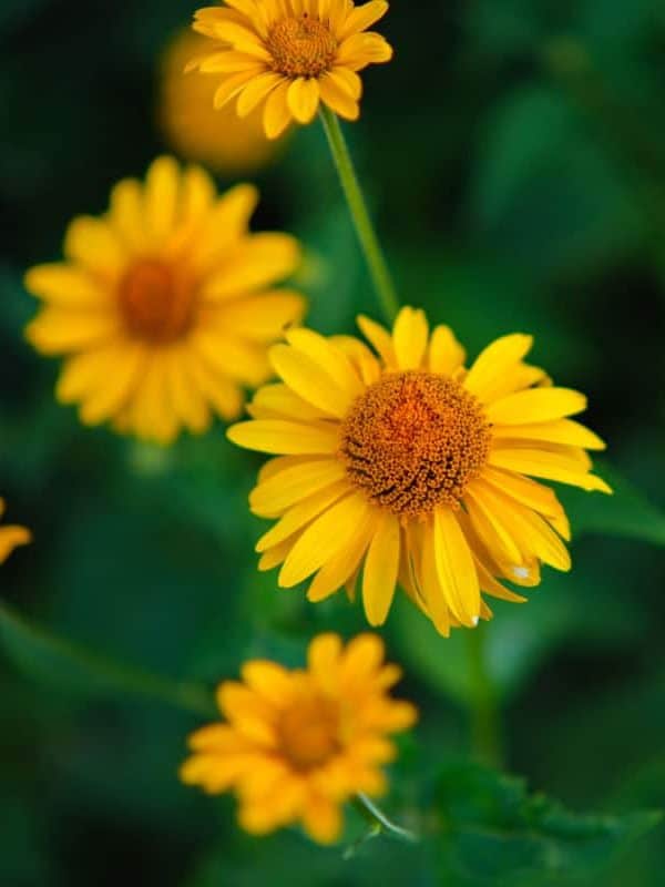 Tuscan Sun Sunflowers closeup