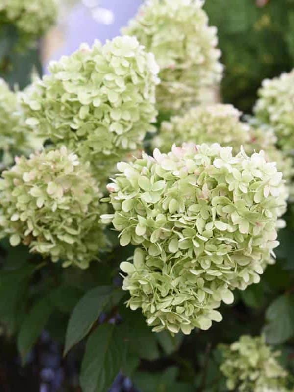 Up close photo of a Limelight Hydrangea