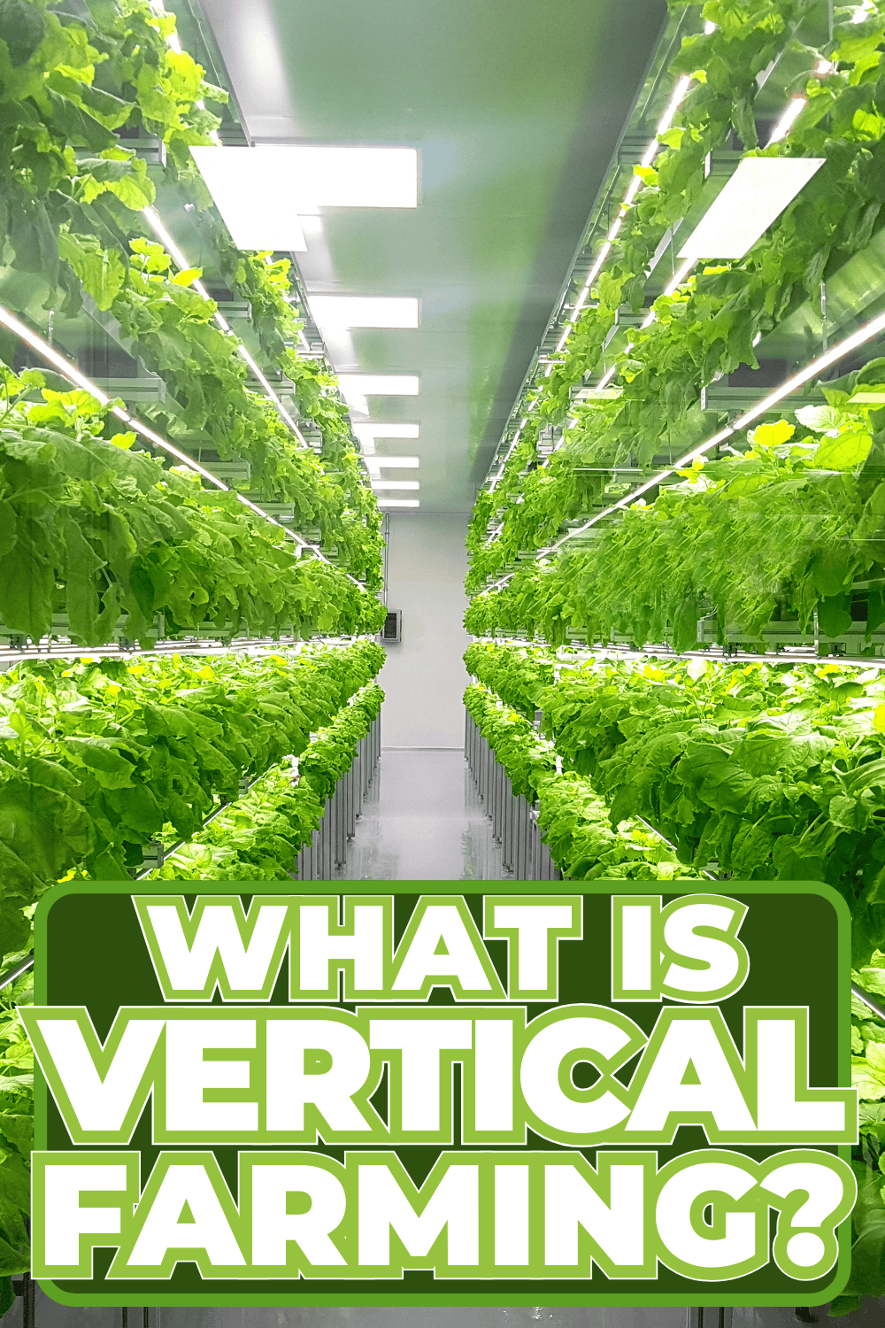 What Is Vertical Farming?