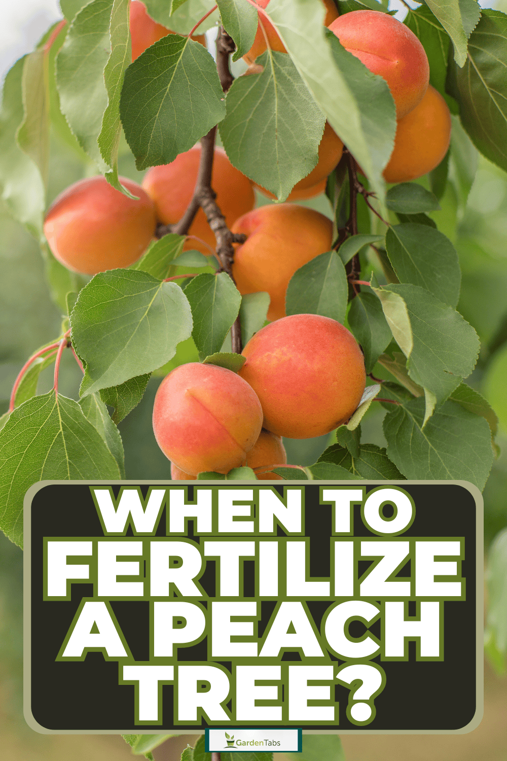 When To Fertilize A Peach Tree?