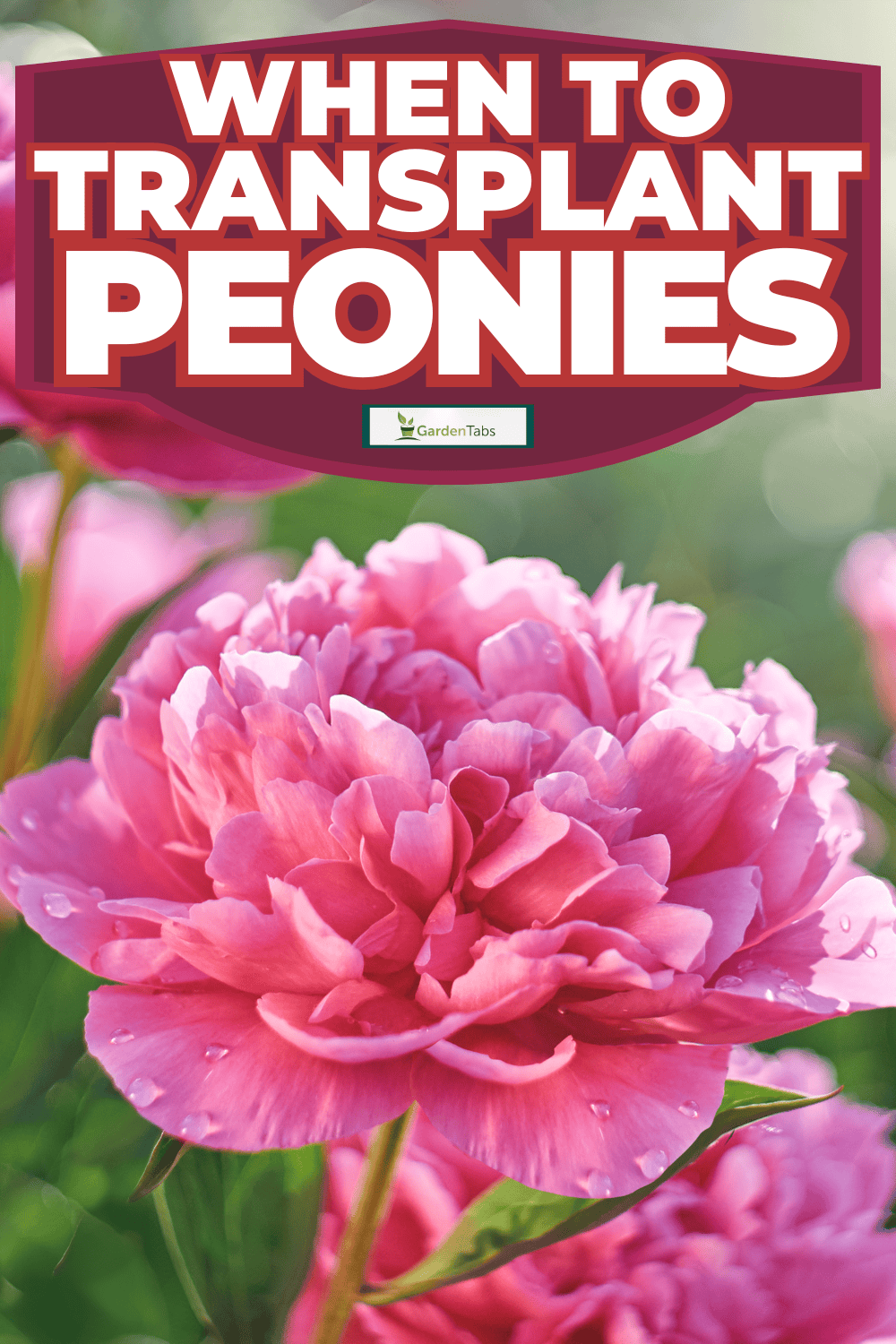 When to Transplant Peonies
