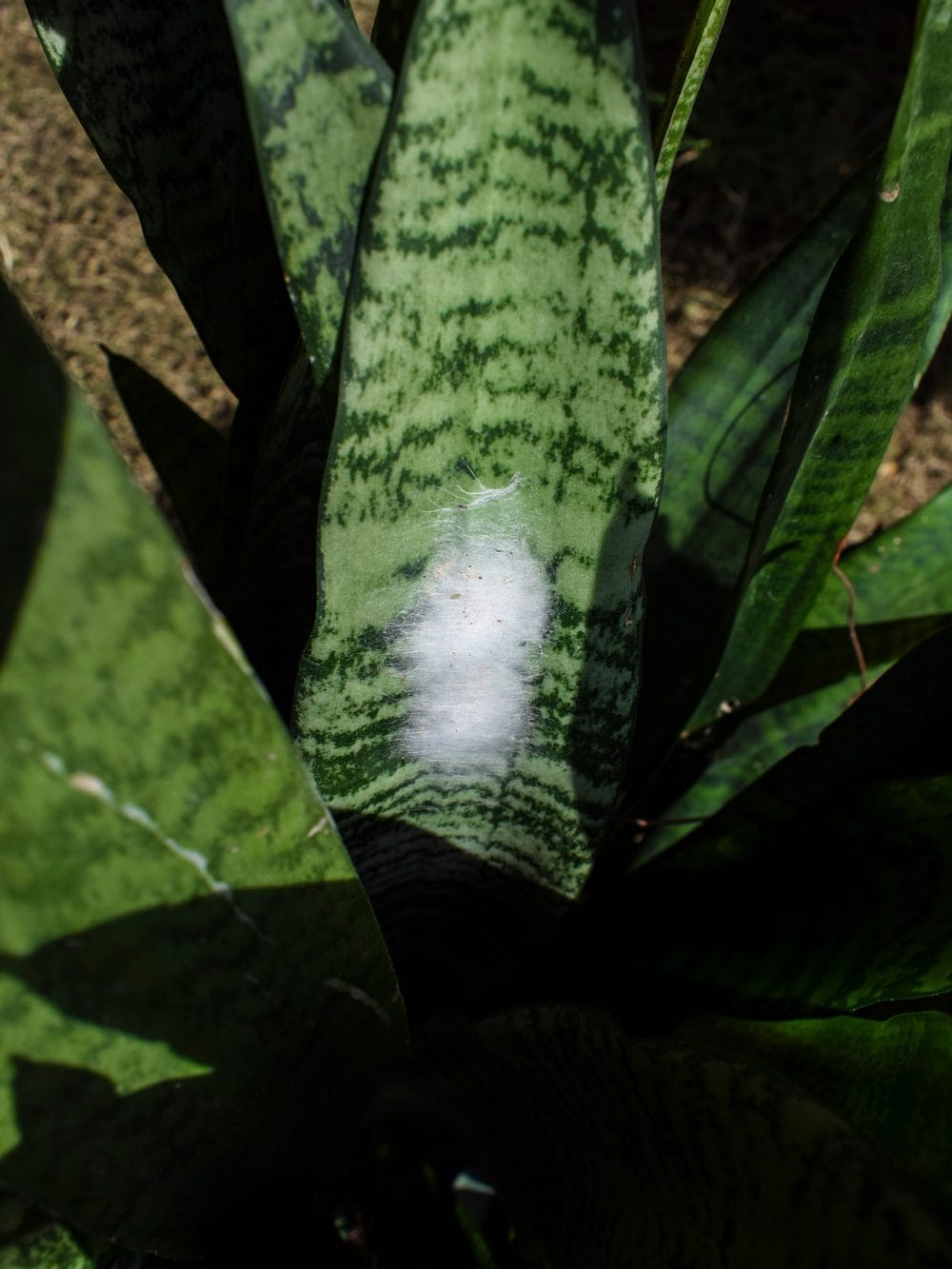 White fuzzy cobweb type of mold like thing growth on leaf of a Snake plant leaf. Fungus disease damage on leaves