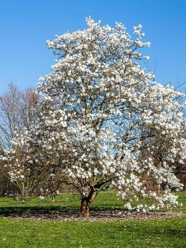 White star magnolia in the garden