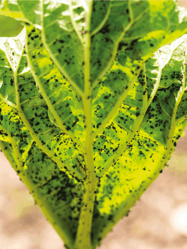 Woman hand using spray on rhubarb plant with infected by many black aphids. Using no pesticide, made with water, green soap and vinegar.