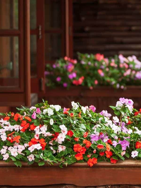 Wonderful Impatiens flowers are in bloom on wooden balcony, beautiful cottage in summer. Selective focus. Essentials collection Available with your subscription S M L 3792 x 2528 px (12.64 x 8.43 in.) - 300 dpi - RGB Download this image Includes our standard license. Add an extended license. Credit:Tanes Ngamsom Stock photo ID:1177067593 Upload date:September 28, 2019