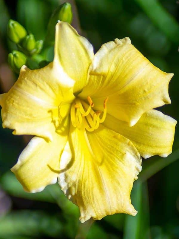 Yellow flower of a stella de oro reblooming daylily