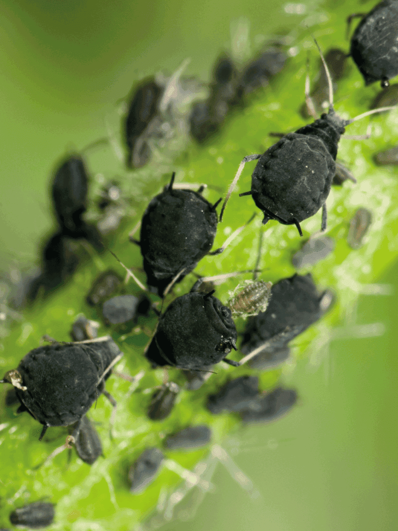 black aphids close up photo on a plant branch