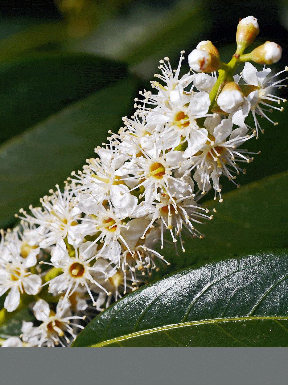 Close up shot of a Luyken Cherry Laural plant