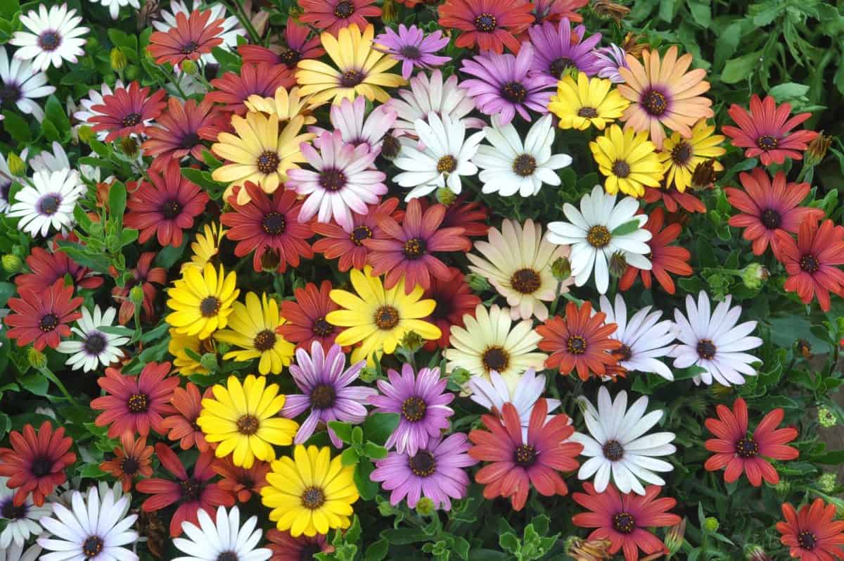 osteospermum flowers in yellow, white, red and purple