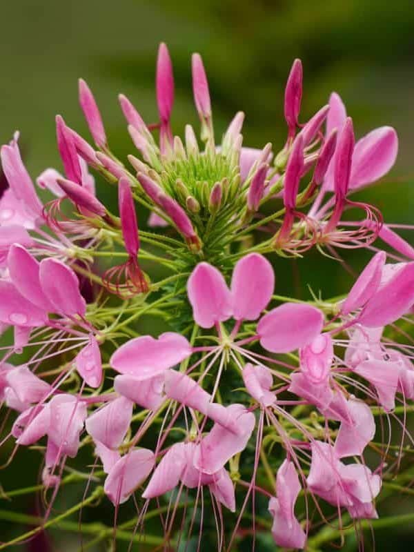 pink spider flower or Cleome hassleriana in penglipuran village , Bangli , Bali.newly blooming flower in the traditional garden village