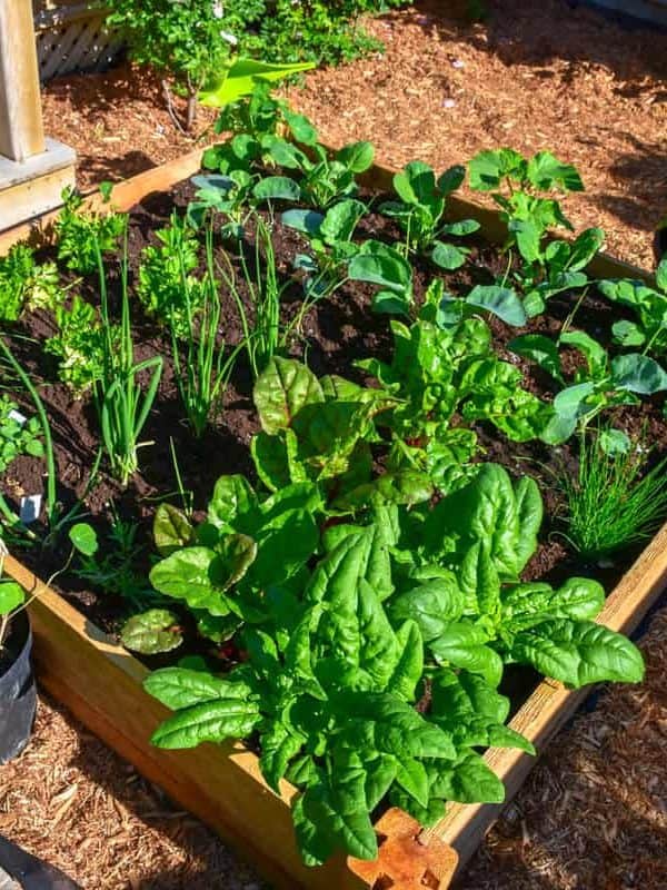 Container garden filled with Kale plant