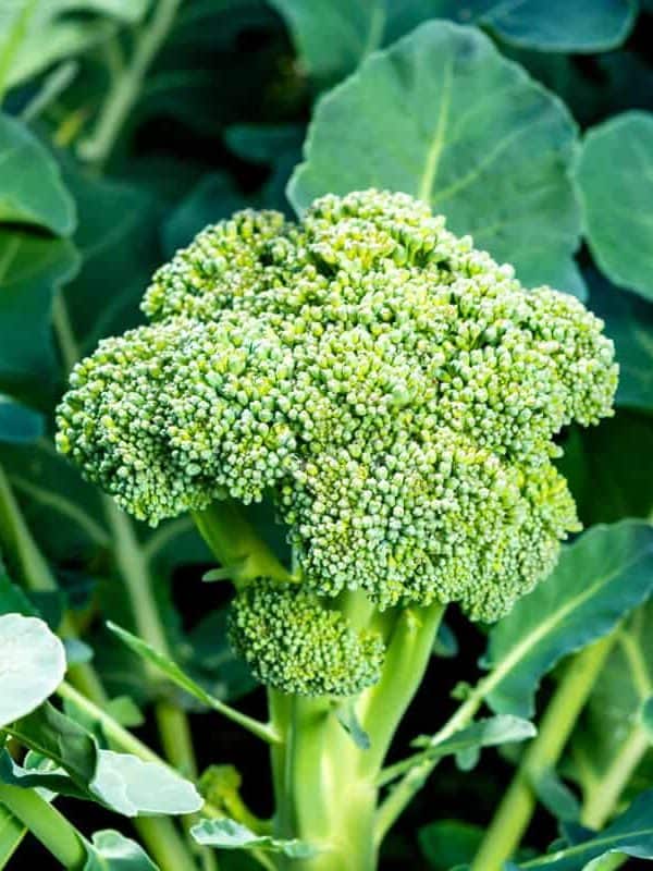 Broccoli up close photograph